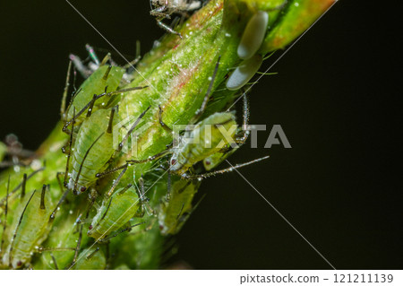 closeup of colony of aphids sucking on rosebud 121211139