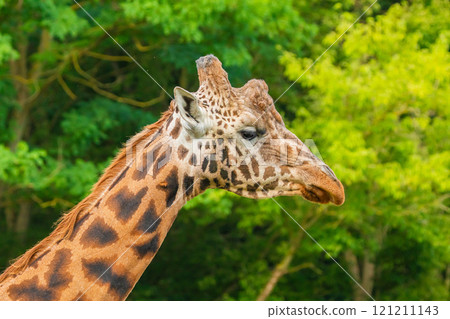 Giraffe in selective focus on green natural background Giraffe in selective focus on green natural background 121211143