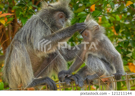 Closeup portrait of Tufted gray langur Semnopithecus priam Closeup portrait of Tufted gray langur Semnopithecus priam 121211144