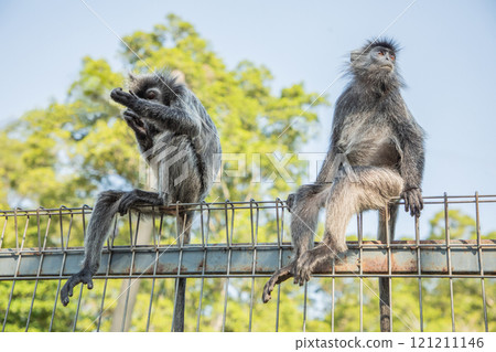 Closeup portrait of Tufted gray langur Semnopithecus priam 121211146