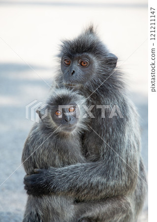 Closeup portrait of Tufted gray langur Semnopithecus priam Closeup portrait of Tufted gray langur Semnopithecus priam 121211147