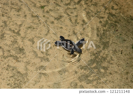 Baby turtle in a farm swim in the water 121211148