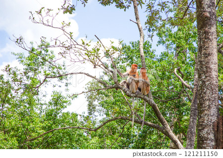 Proboscis Monkey Nasalis larvatus in mangrove rain forest Proboscis Monkey Nasalis larvatus in mangrove rain forest 121211150