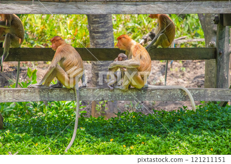 Proboscis Monkey Nasalis larvatus in mangrove rain forest Proboscis Monkey Nasalis larvatus in mangrove rain forest 121211151