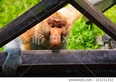 Proboscis Monkey Nasalis larvatus in mangrove rain forest Proboscis Monkey Nasalis larvatus in mangrove rain forest 121211152