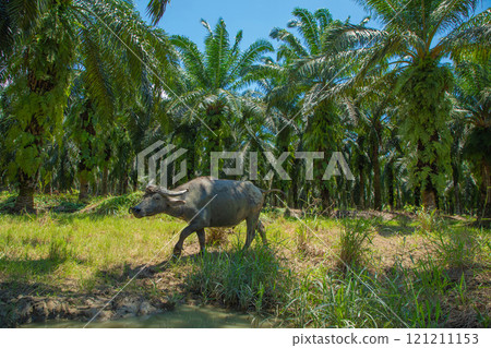 An Asian small gray mule grazes in a palm grove. Palm oil industry 121211153