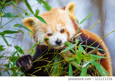 red panda Ailurus fulgens, lesser panda, is a small mammal 121211156