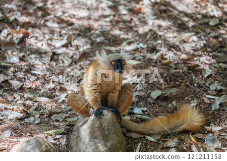 Blue eyed lemur on tree in forest 121211158