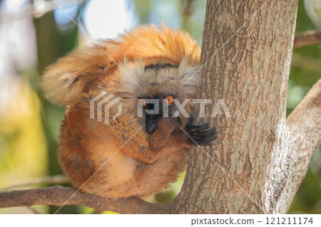 Blue eyed lemur on tree in forest 121211174