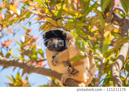 Endangered Coquerel Sifaka Lemur Propithecus coquereli Madagascar 121211176