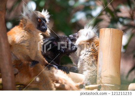 black and red lemur are sitting next to each other. black and red lemur are sitting next to each other. 121211233