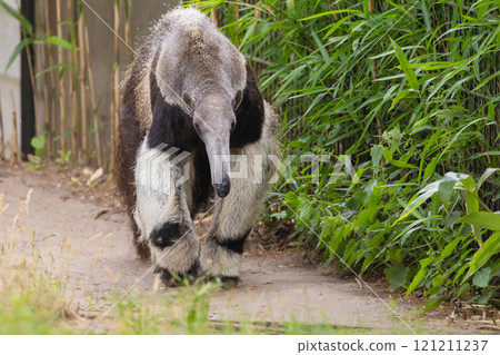 Giant anteater cute animal from Brazil. Giant anteater cute animal from Brazil. 121211237
