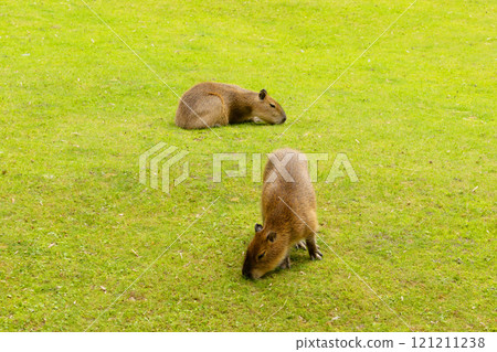 Capybara Kapibara Hydrochoerus hydrochaeris Capybara Kapibara Hydrochoerus hydrochaeris 121211238