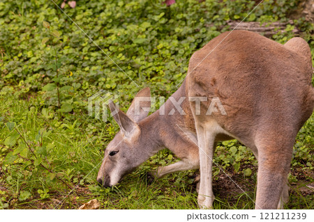 Portrait of an Australian medium sized kangaroo in selective focus Portrait of an Australian medium sized kangaroo in selective focus 121211239