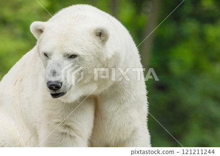 Polar Bear takes a rest Polar Bear takes a rest 121211244