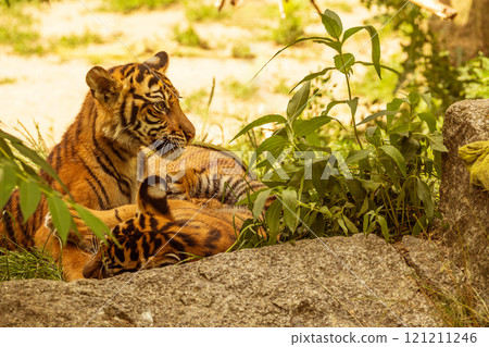 Tiger cubs playing with his mother,sumatra tiger Panthera tigris Tiger cubs playing with his mother,sumatra tiger Panthera tigris 121211246