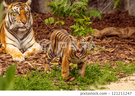 Tiger cubs playing with his mother,sumatra tiger Panthera tigris Tiger cubs playing with his mother,sumatra tiger Panthera tigris 121211247
