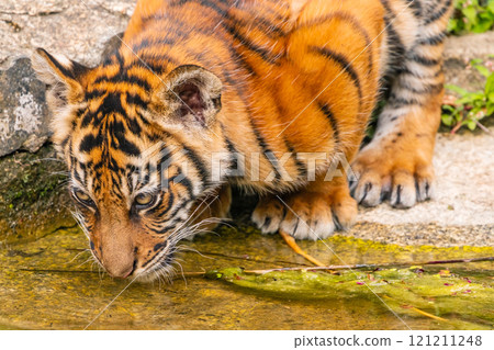 Sumatran tiger family with two little cubs Sumatran tiger family with two little cubs 121211248