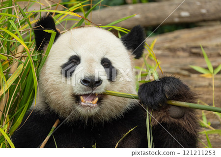 giant black and white panda is eating bamboo. Large animal closeup giant black and white panda is eating bamboo. Large animal closeup 121211253