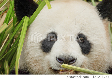 giant black and white panda is eating bamboo. Large animal closeup giant black and white panda is eating bamboo. Large animal closeup 121211255