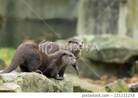 Asian small clawed otter Amblonyx cinerea, small clawed otter Asian small clawed otter Amblonyx cinerea, small clawed otter 121211258