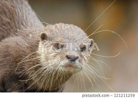 Asian small clawed otter Amblonyx cinerea, small clawed otter Asian small clawed otter Amblonyx cinerea, small clawed otter 121211259