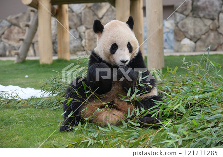 長濱大口吃著竹子 121211285
