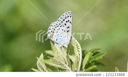 Larvae larvae spawning in Clara 121211660