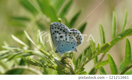 Larvae larvae spawning in Clara 121211661