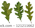Three green oak leaves isolated on white background. High quality photo 121211662