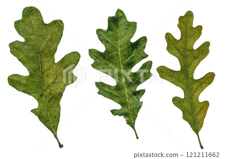 Three green oak leaves isolated on white background. High quality photo Three green oak leaves isolated on white background. High quality photo 121211662