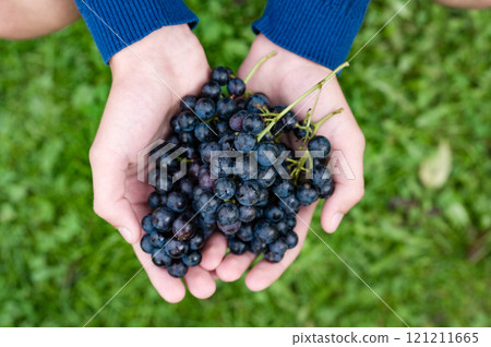 Hands holding fresh, ripe dark grapes against a green grassy background. 121211665