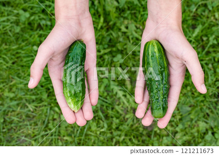 Two fresh cucumbers held in hands over green grass Two fresh cucumbers held in hands over green grass 121211673