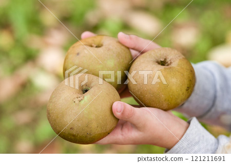 Hands holding three ripe, green apples outdoors. 121211691