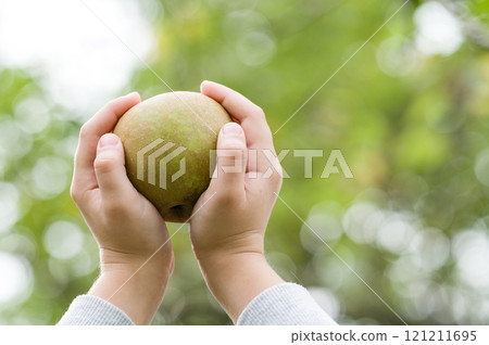 Hands holding a green fruit outdoors Hands holding a green fruit outdoors 121211695
