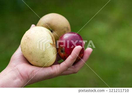 Hand holding three ripe apples outdoors 121211710