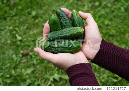 Freshly picked cucumbers held in hands over a green grassy background. Freshly picked cucumbers held in hands over a green grassy background. 121211727