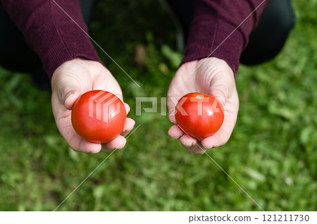 Hands holding two ripe red tomatoes against a green grassy background. 121211730