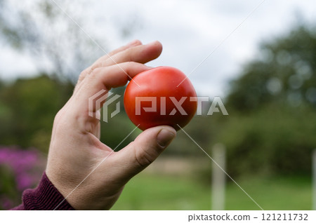 Hand holding a ripe red tomato outdoors 121211732