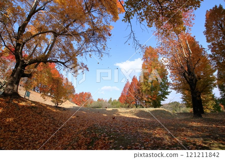 播木淨水工廠自然公園 初冬的落葉紛飛(高知縣高知市) 播木淨水工廠自然公園 初冬的落葉紛飛(高知縣高知市) 121211842