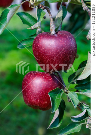 果園裡美味蘋果品種的秋葉 果園裡美味蘋果品種的秋葉 121211889