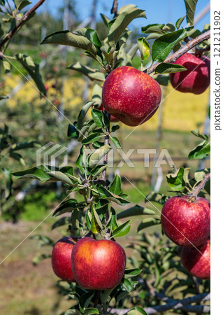 Akibae of delicious apple varieties in the orchard Akibae of delicious apple varieties in the orchard 121211902