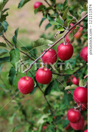Delicious varieties of apples from the orchard: Alps Otome Delicious varieties of apples from the orchard: Alps Otome 121211974