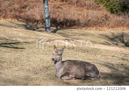 Deer on the summit of Mount Wakakusa Deer on the summit of Mount Wakakusa 121212006