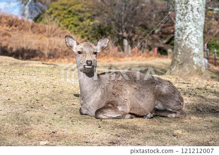 Deer on the summit of Mount Wakakusa Deer on the summit of Mount Wakakusa 121212007