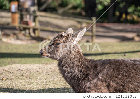 Deer on the summit of Mount Wakakusa Deer on the summit of Mount Wakakusa 121212012
