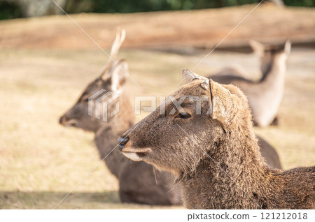 Deer on the summit of Mount Wakakusa 121212018
