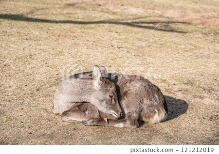 若草山山頂的鹿 若草山山頂的鹿 121212019