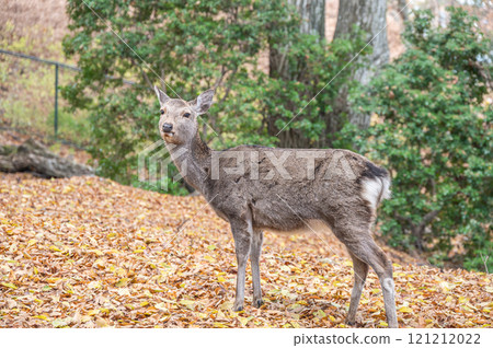 若草山山頂的鹿 121212022