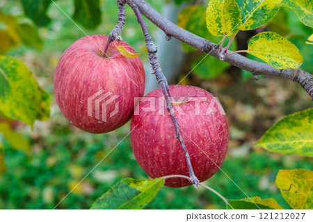長野縣果園蘋果（Sanfuji） 121212027
